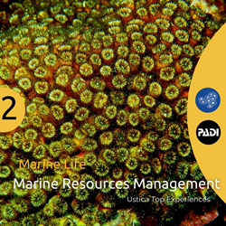 Ustica Marine Life - Marine Resources Management